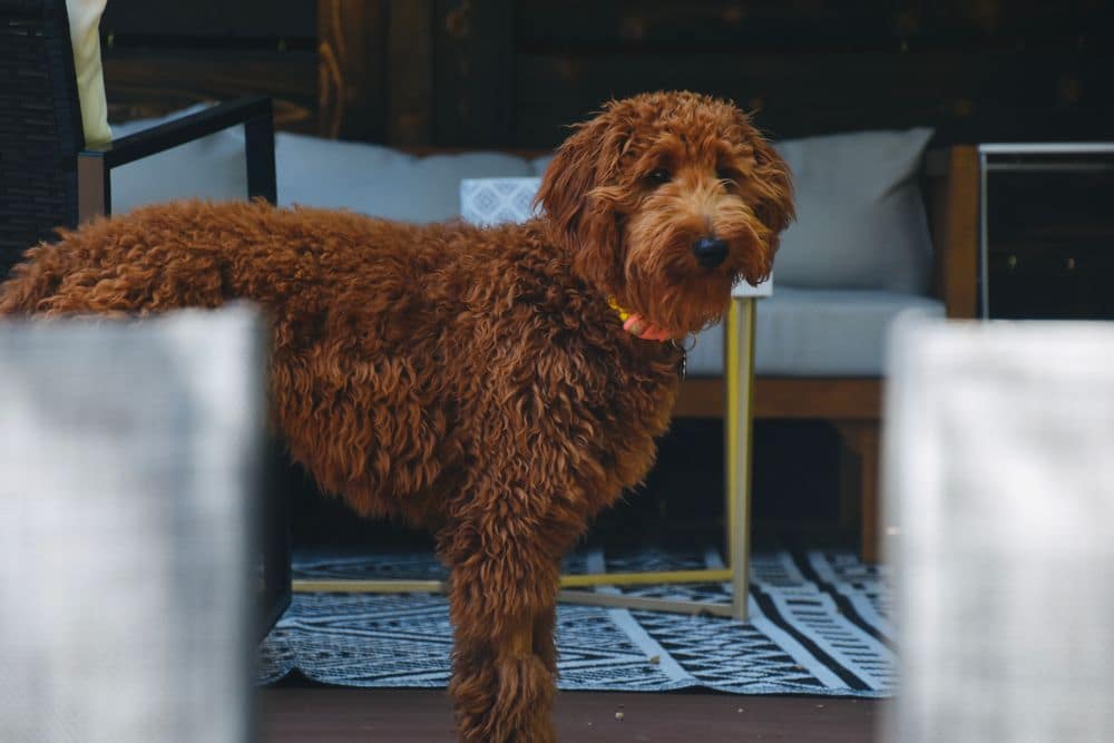 A red doodle with a curly coat standing calmly on a patio