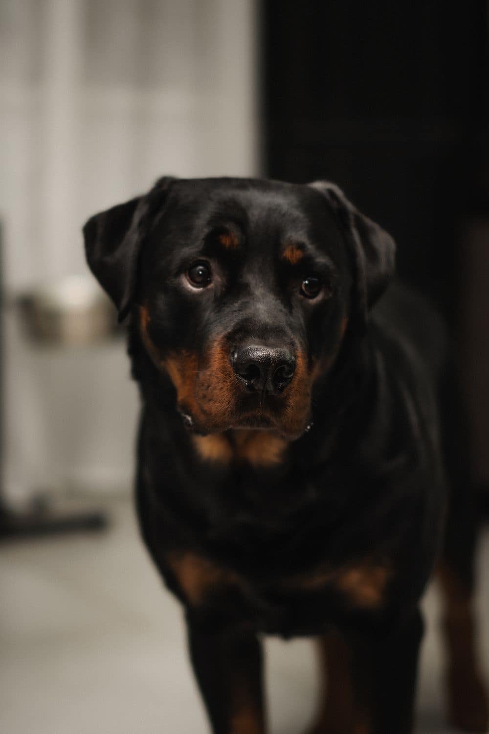 A strong, composed Rottweiler standing and looking at the camera