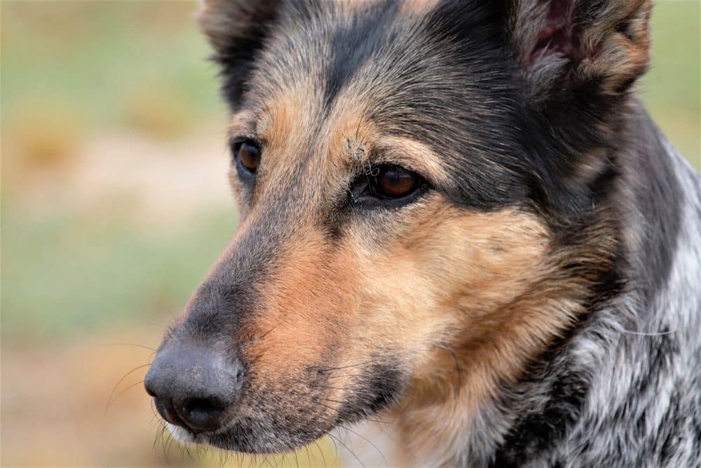 A German Shepherd in profile with an alert, intelligent expression
