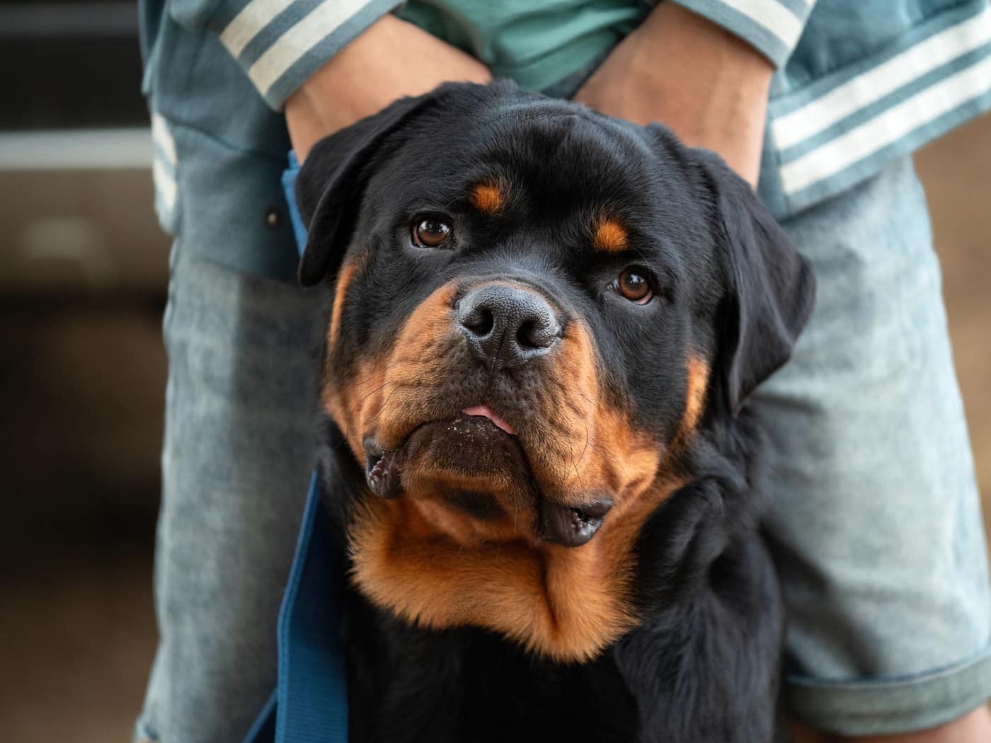 A Rottweiler sitting calmly in front of its owner, looking up at the camera