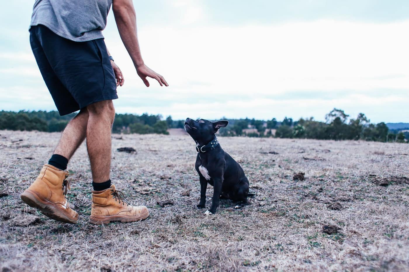 A dog sitting attentively and focused on its handler during training in an open field